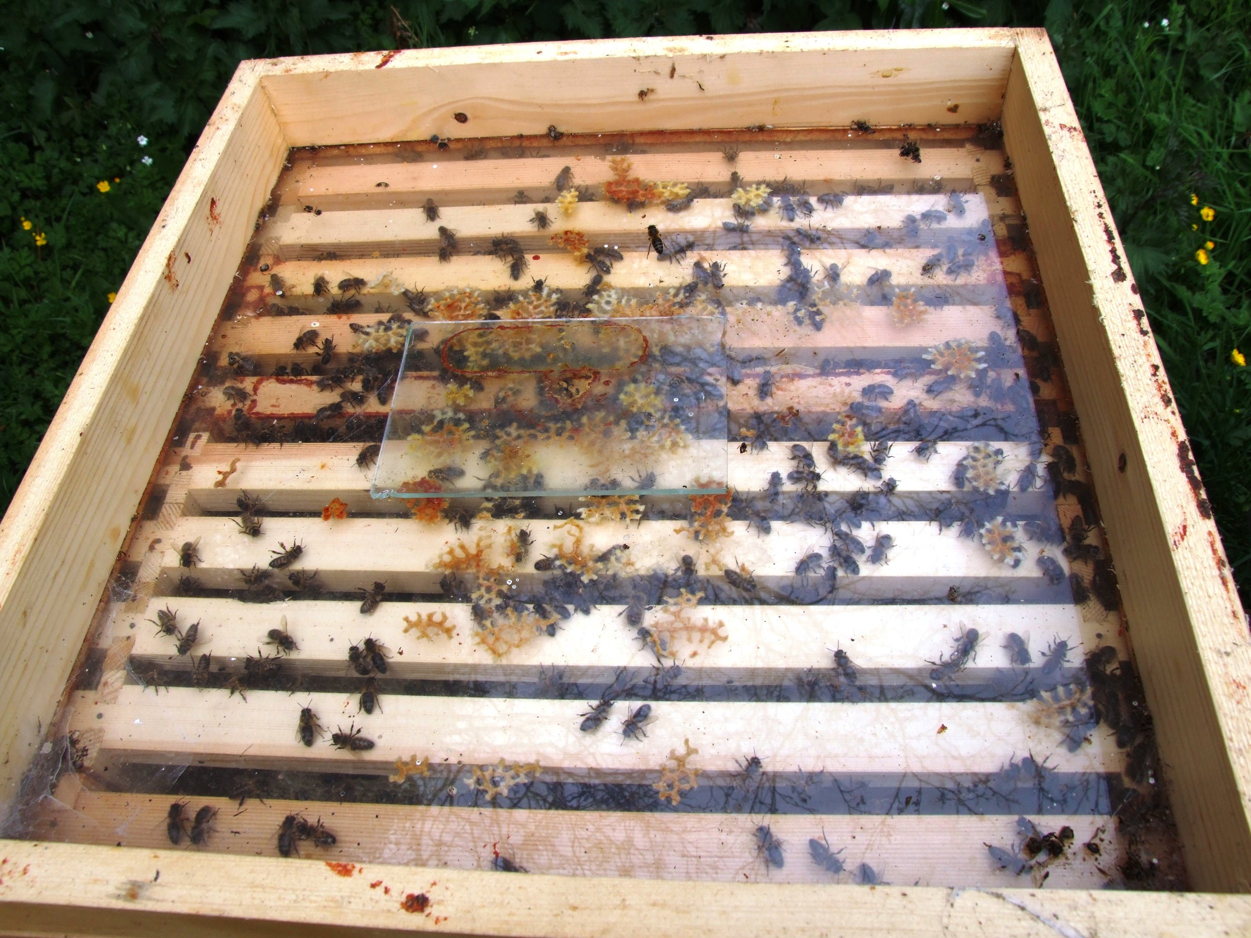 Observing bees at work in Hive 5 (1).JPG