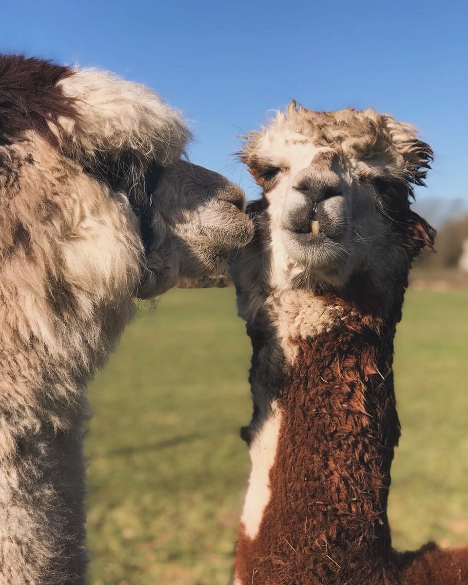 Forest and Otis, can you tell they are brothers?
#alpaca #falconry #falconrykerry #killarney