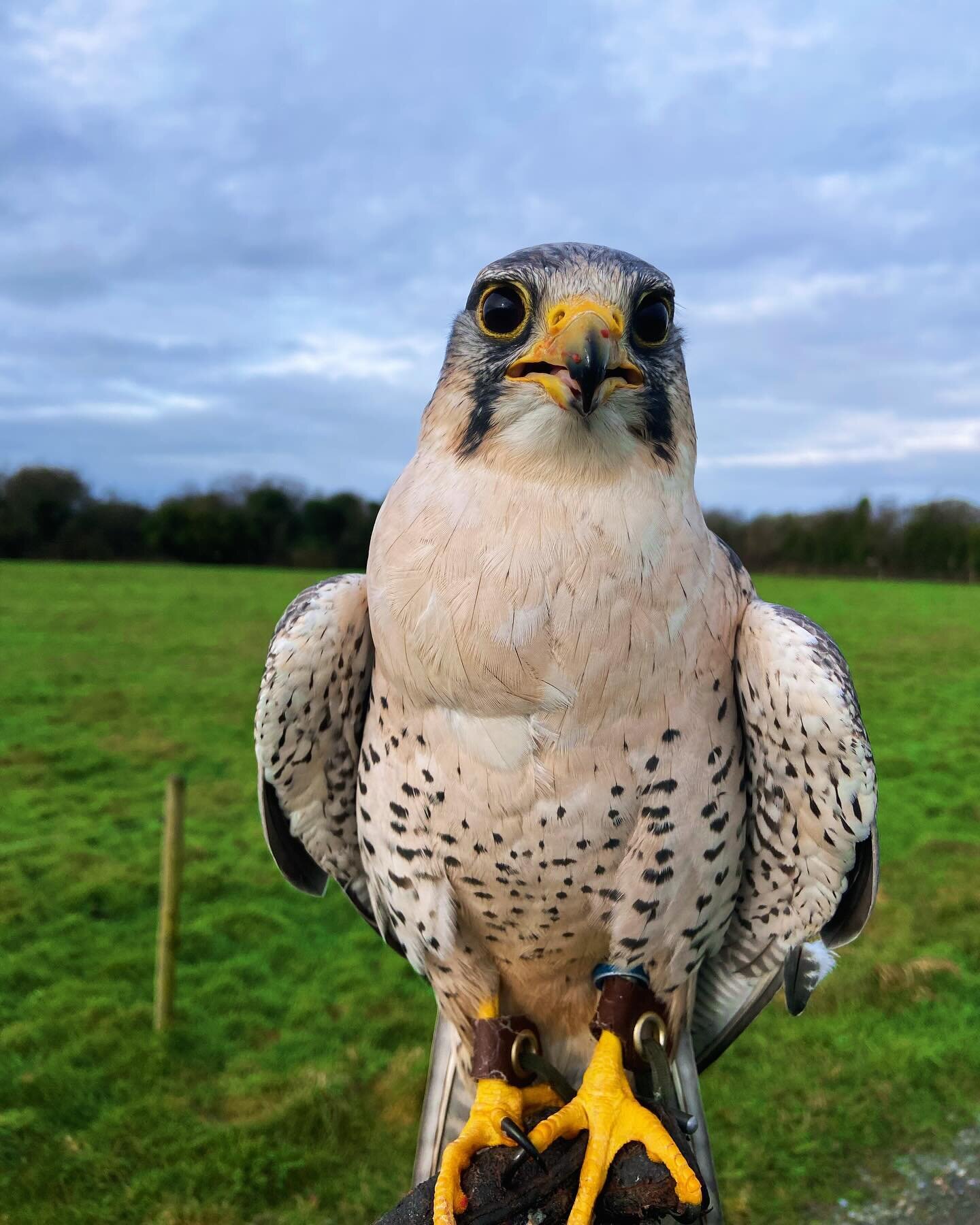 Peter our #lannerfalcon . You can see his crop or &lsquo;craw&rsquo; is full of food! Birds of prey can store food here for digestion later. During digestion, the meat separates from the fur/feather and bone. This indigestible material is regurgitate