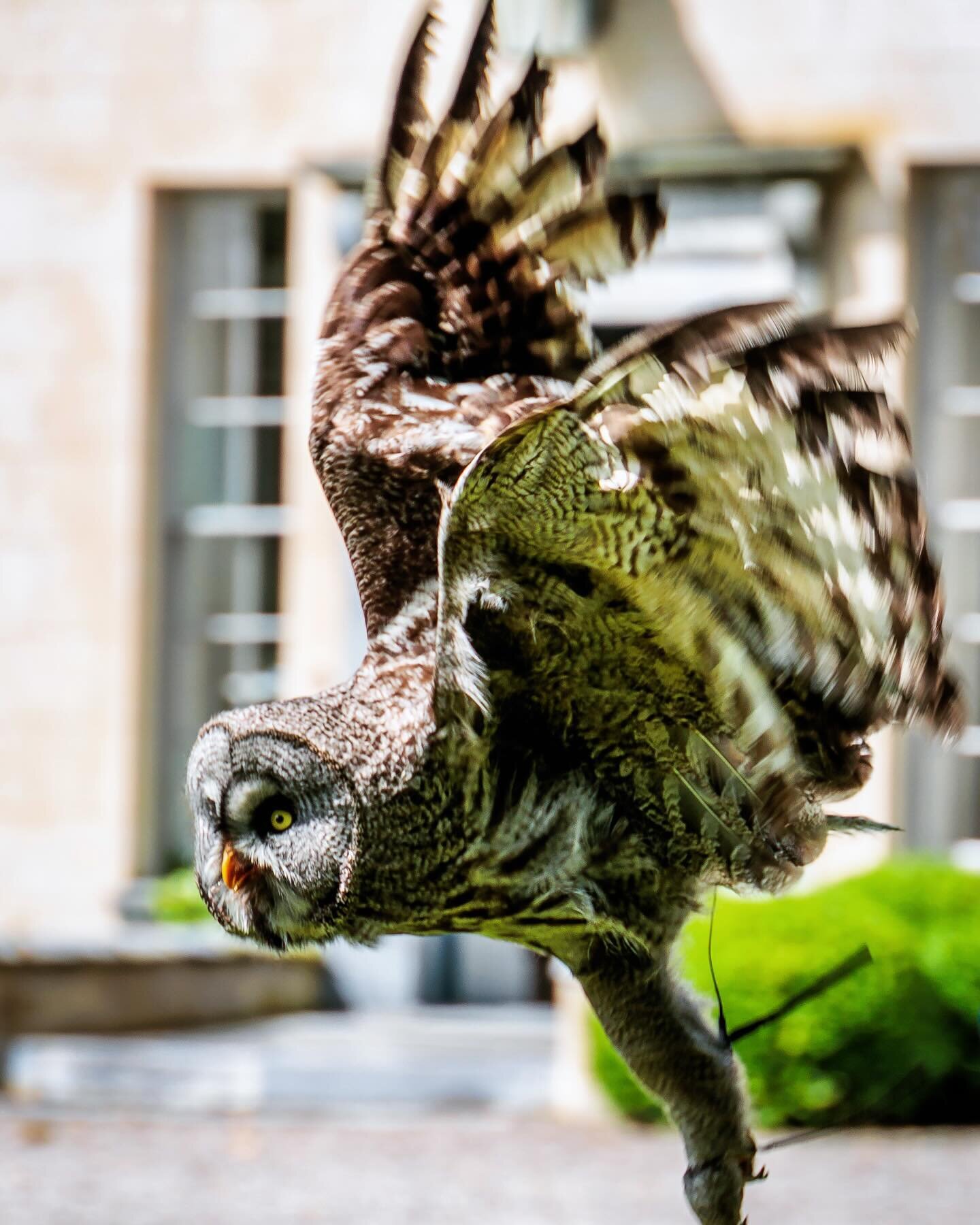 Liath showing off her amazing long legs in this fantastic shot by @thesocialhacker.ie 

#Greatgrey owls use their long legs to punch throw undergrowth or even snow to reach rodents that they detect with their excellent hearing! 

#Falconrykerry #kill