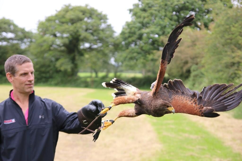 Thank you to Tom and Heidi for this fantastic picture take. During one of our falconry experiences 😀
#falconrykerry #falconry #killarney #harrishawk