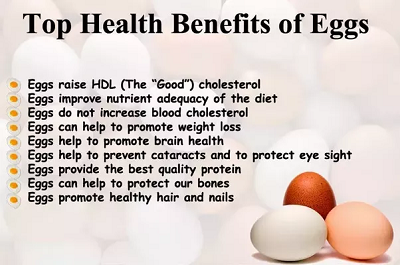 The Incredible Edible Egg and Your Health