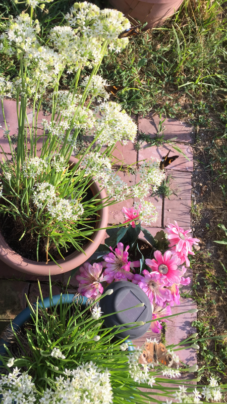 Earth Day - April 22nd