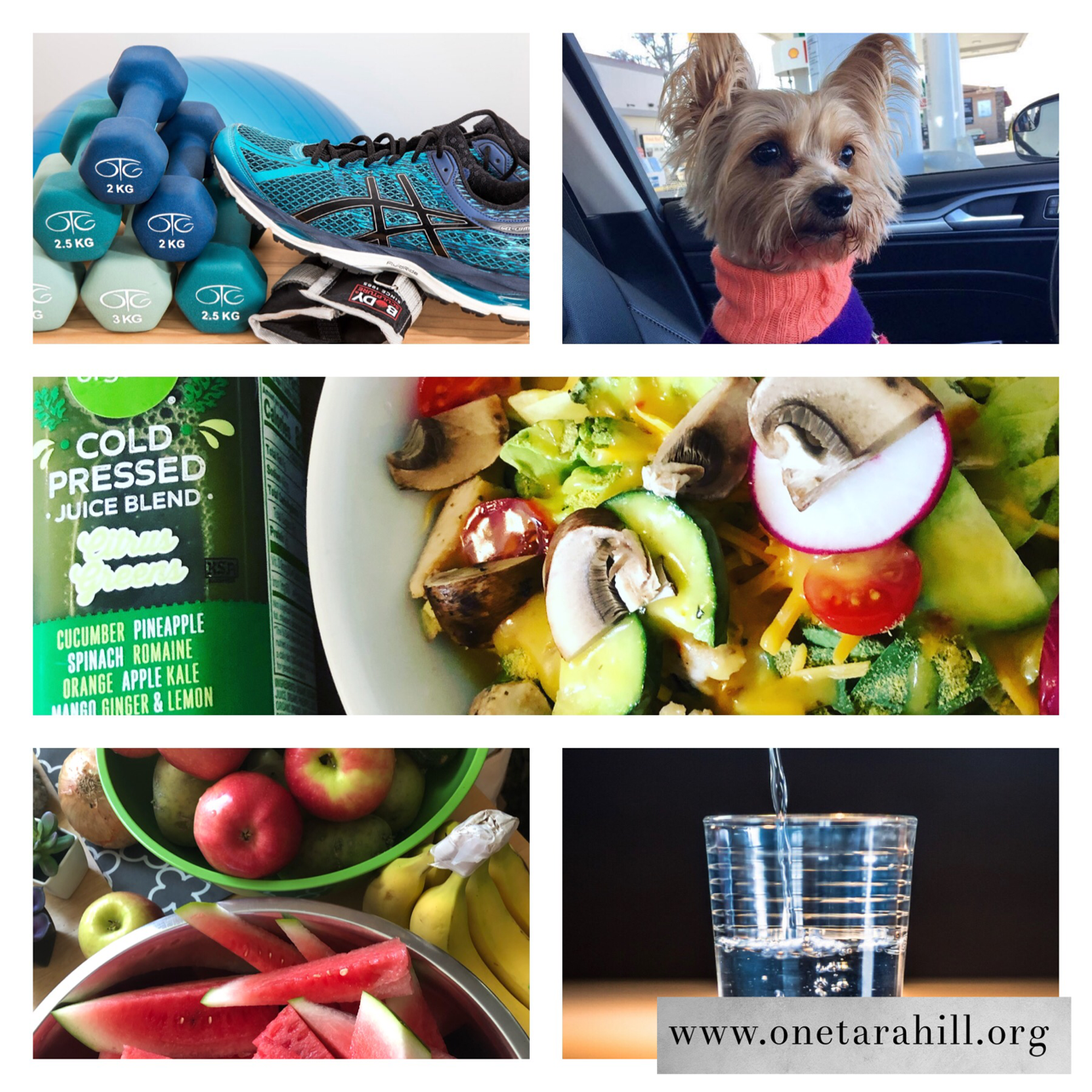 Immune Builder Basics