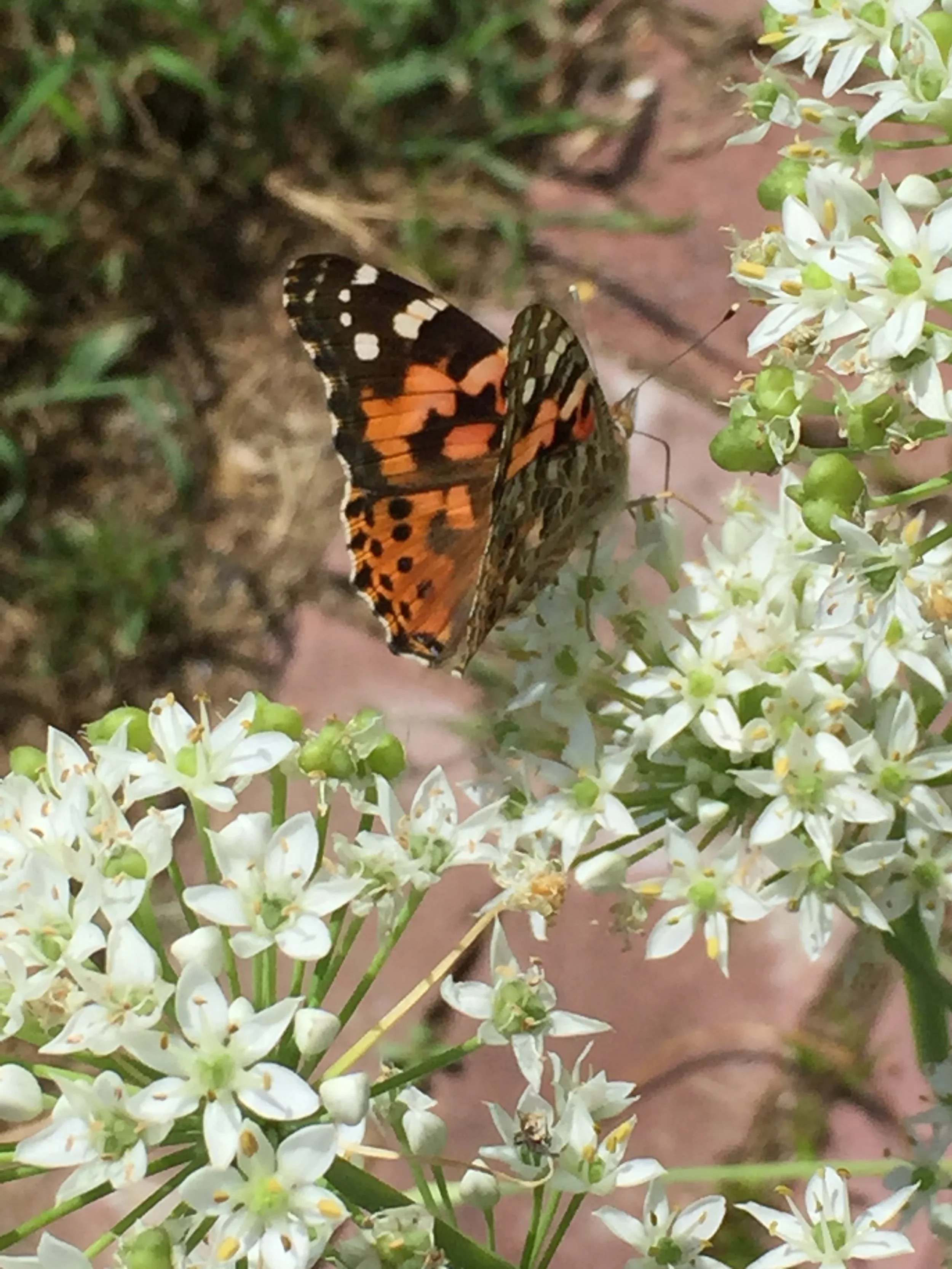 5 ASPECTS TO CULTIVATE YOUR NATURAL HEALTH AND WELLNESS