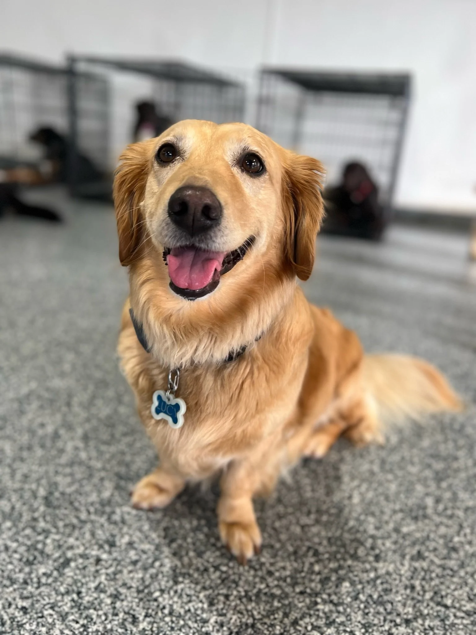 Small Paws — Jackie's Play & Stay