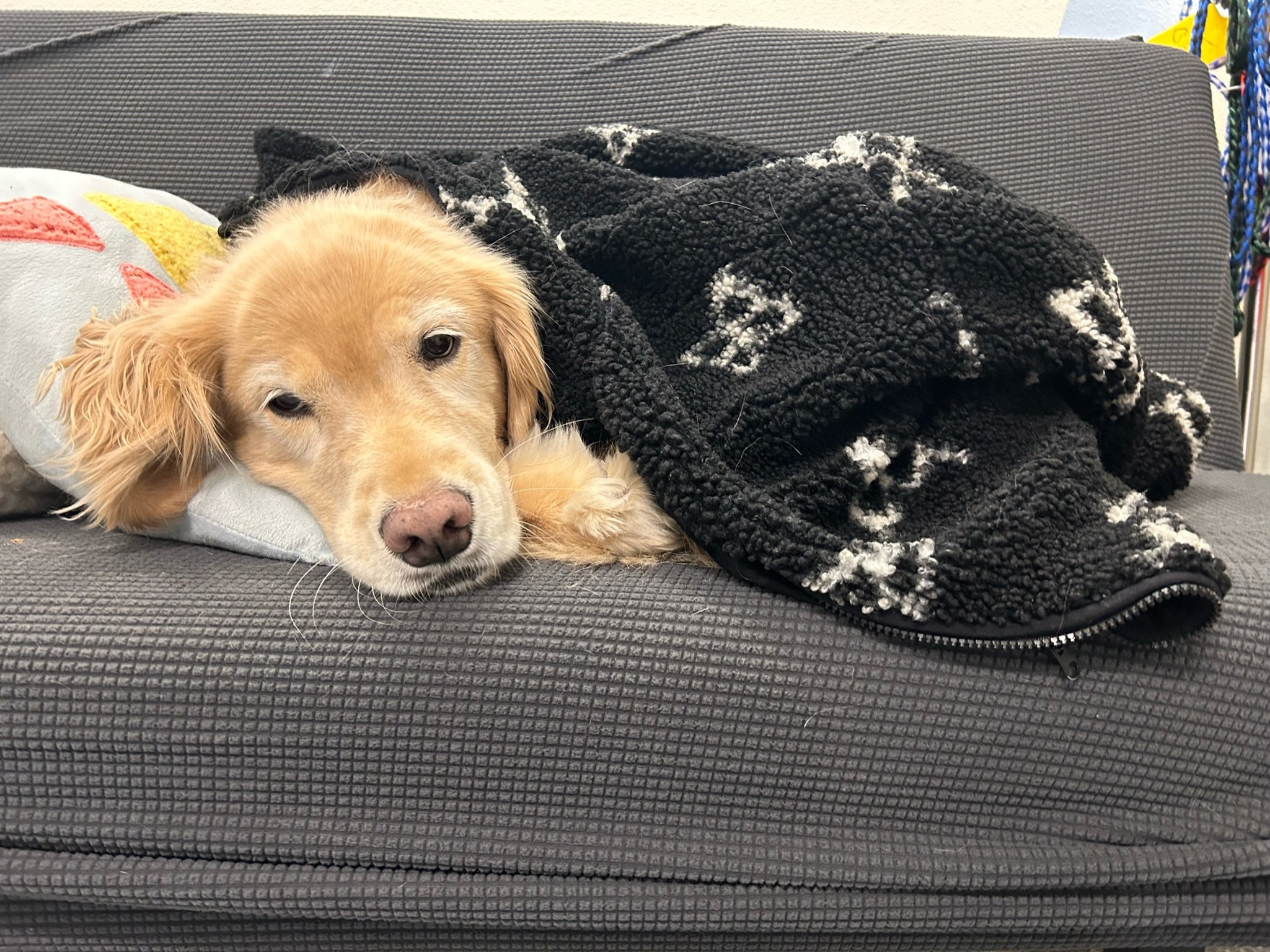 Boarding — Jackie's Play & Stay