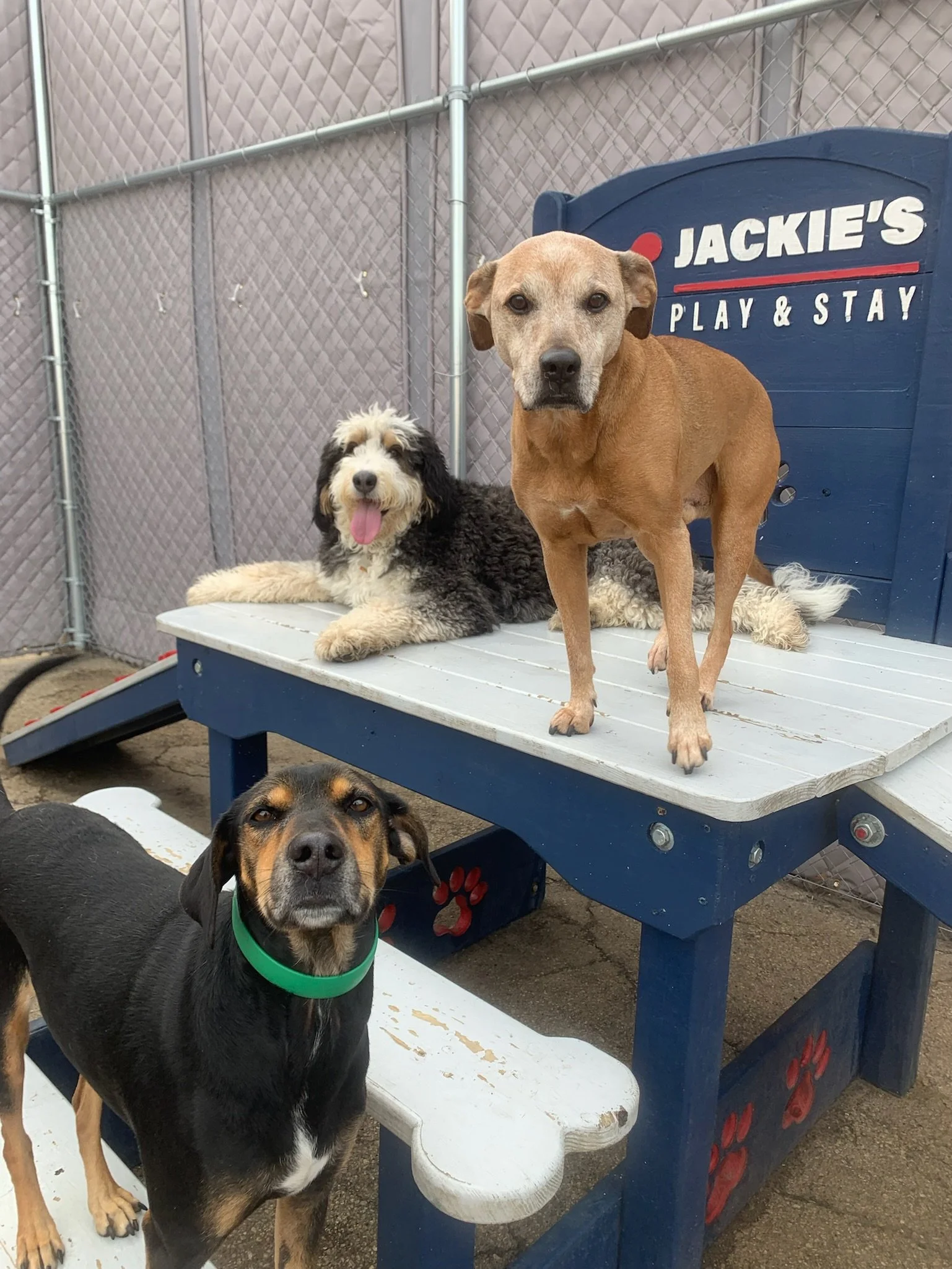 Boarding — Jackie's Play & Stay