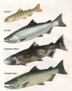 e5e3d0e4305ec3ab89475d65a25087c9--sea-art-animal-pictures.jpg