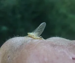Early August on the Kootenai River, Idaho