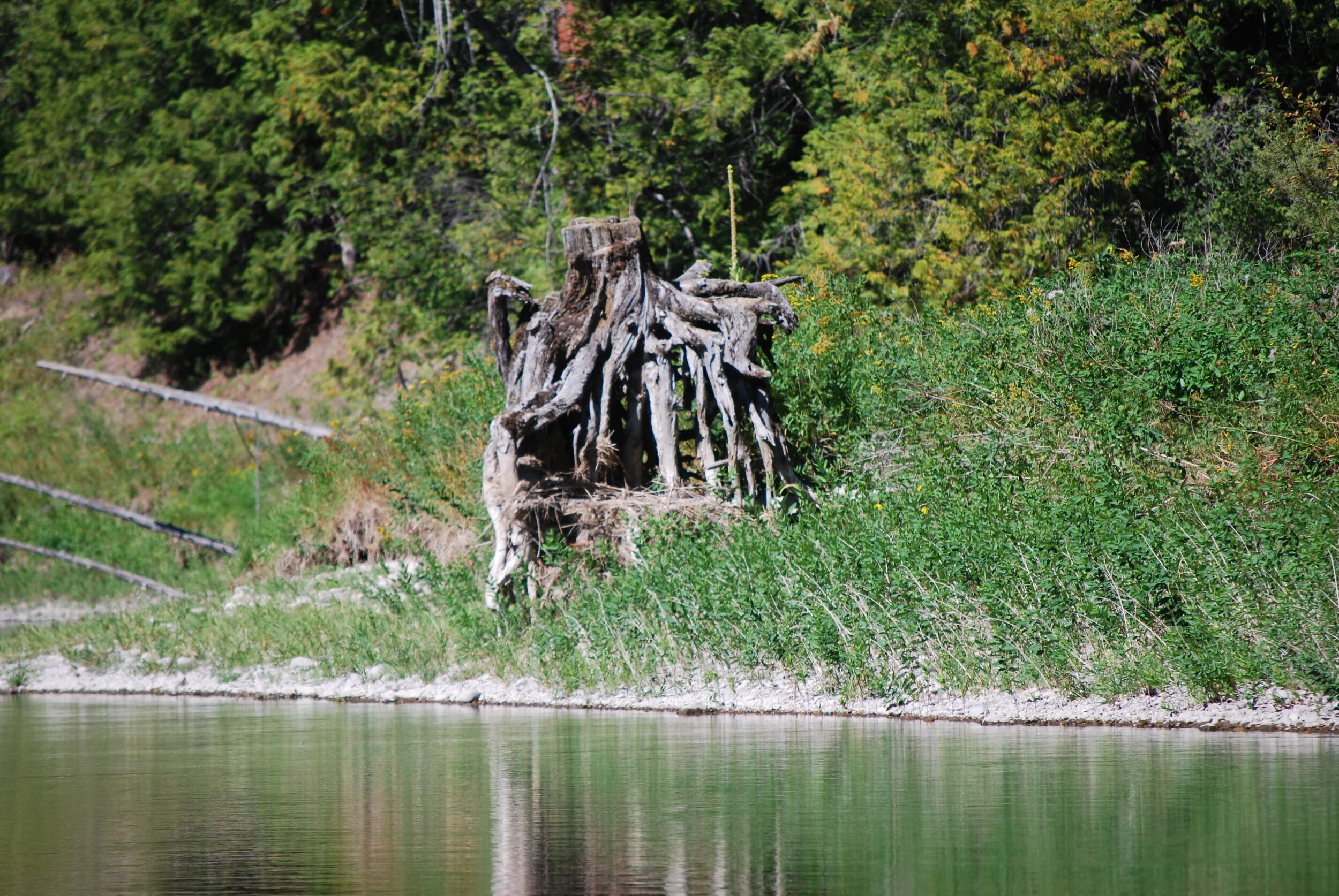 September 10, 2020 The Gottgoblin of Kootenai River