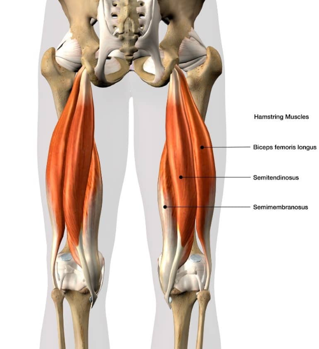 5 Best Exercises for Hamstring Tendinitis You Need to Know ...