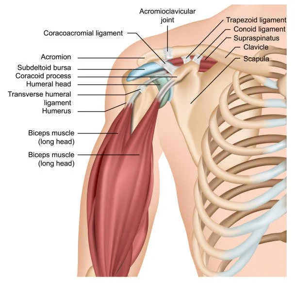 Dealing With Acromion Pain With The Best Exercises For Relief