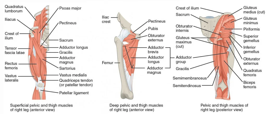 1122_Gluteal_Muscles_that_Move_the_Femur2-1024x439.jpg