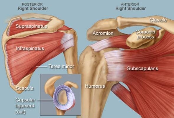 Top Rotator Cuff Exercises & Stretches for Strengthening ...