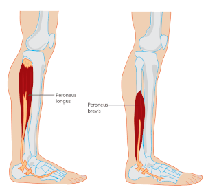 Peroneal Tendonitis And The Best Stretches To Relieve Pain peroneal-tendonitis-and-the-best-stretches-to-relieve-pain