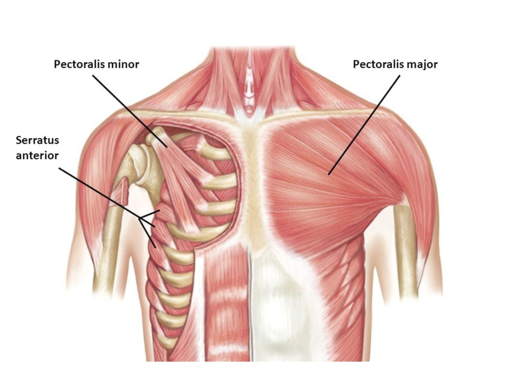 Pectoralis major muscle png images