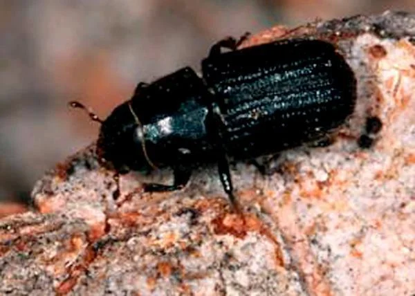 MOuntain pine beetle