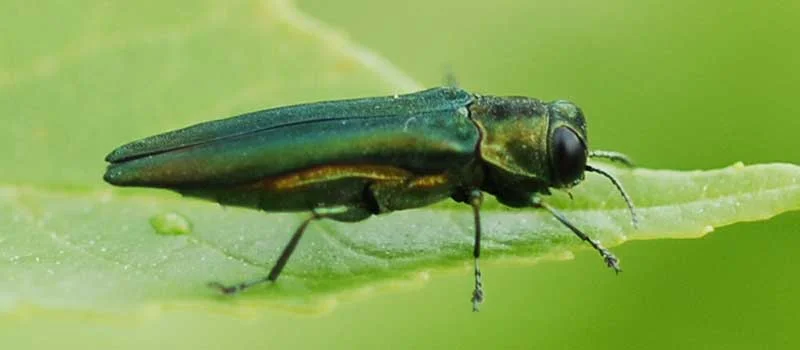 Adult Emerald ash borer