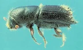 IPS beetle