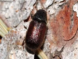 spruce beetle .jpg