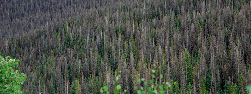 spruce-beetle-slumgullion-pass-2015-800w.jpg