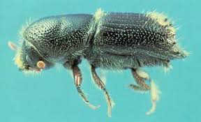ips beetle .jpg