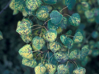 Aphid damage on aspen leaves