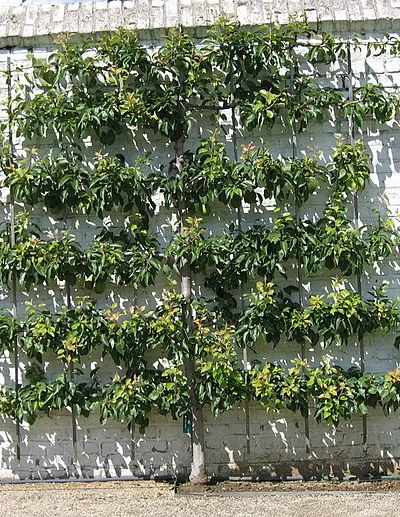 Espalier : is the horticultural and ancient agricultural practice of controlling woody plant growth for the production of fruit, by pruning and tying branches to a frame.