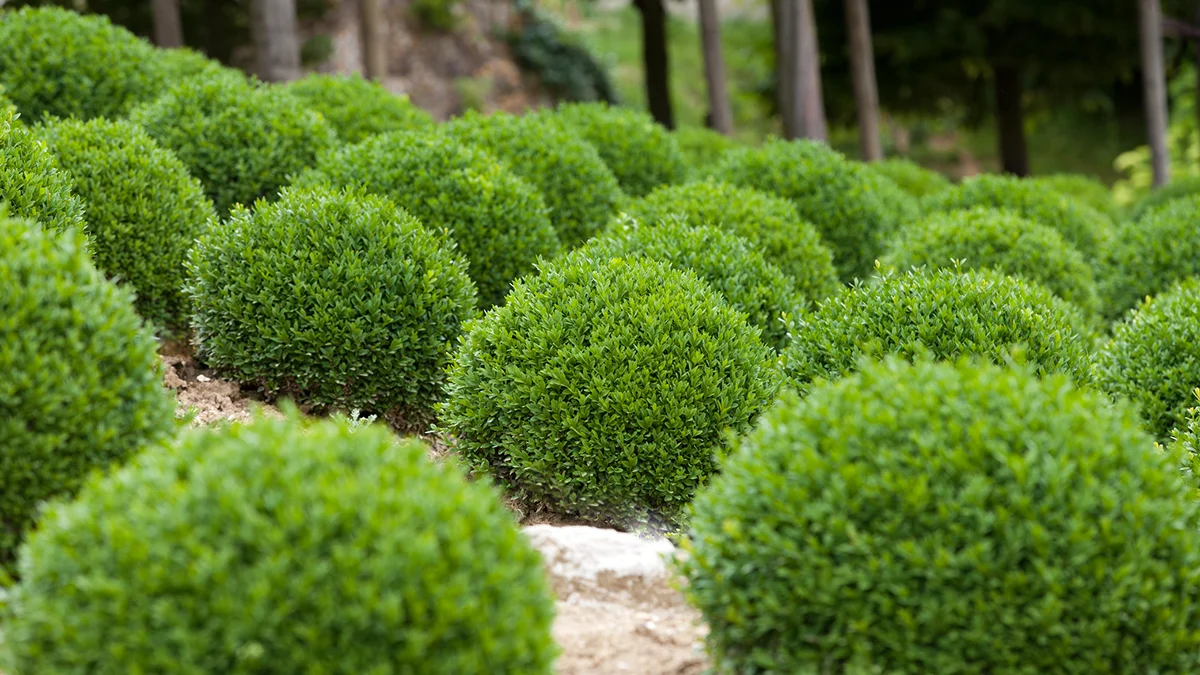 Topiary: the art or practice of clipping shrubs or trees into ornamental shapes.
