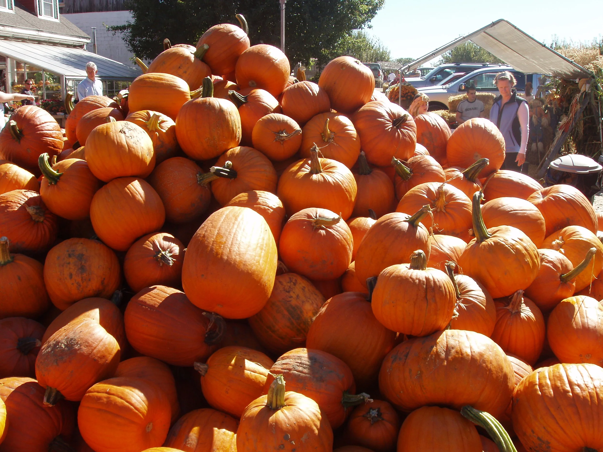Concord is the Pumpkin Capital!