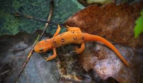 Spring in NH means vernal pools and salamanders
