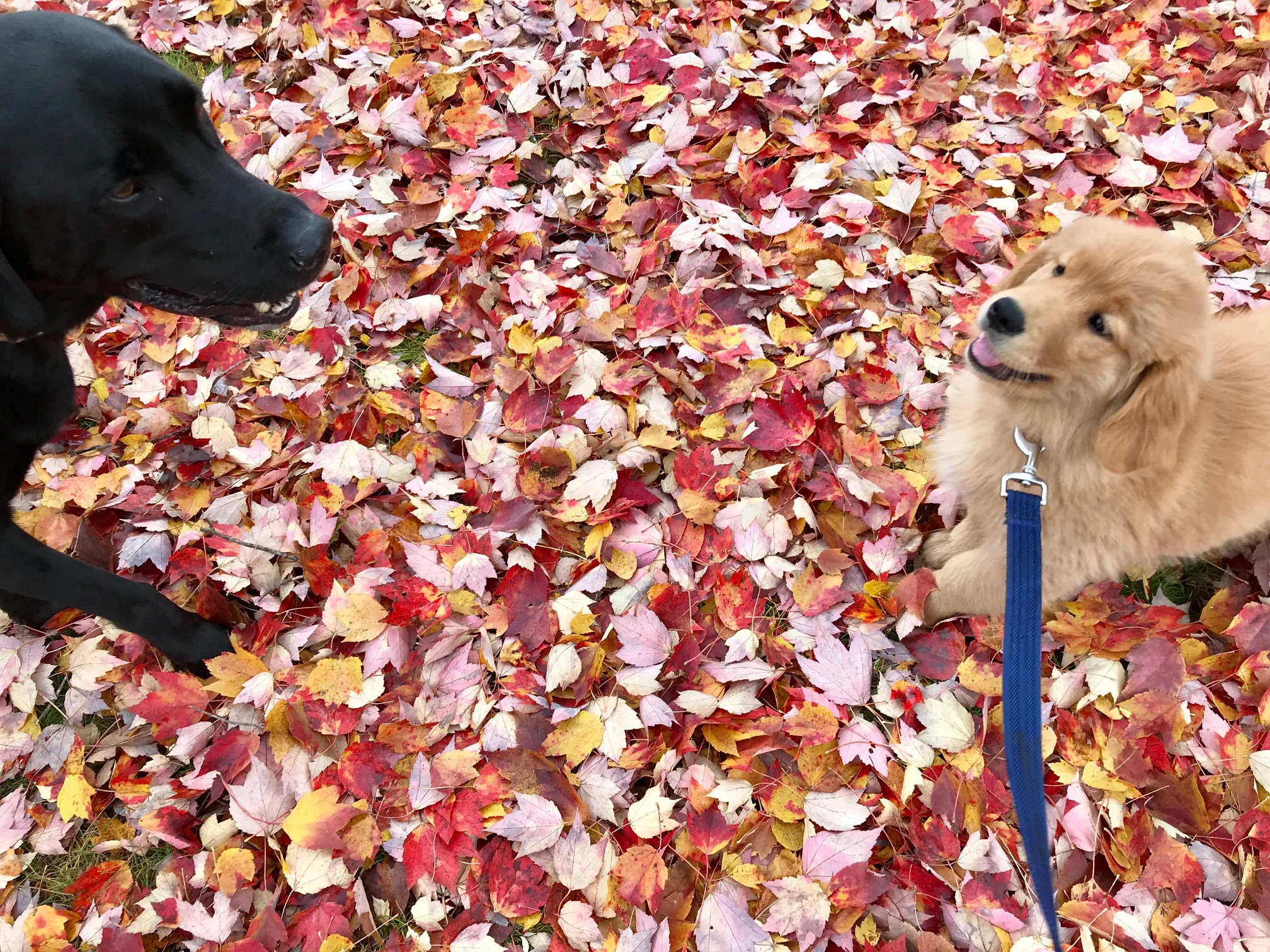 It’s International Dog Day and Reviews.com recently named Concord a top city to visit with your dog. Here are some ideas for you and your best friend to have fun in New Hampshire’s capital city whether you’re driving through or staying in the area: