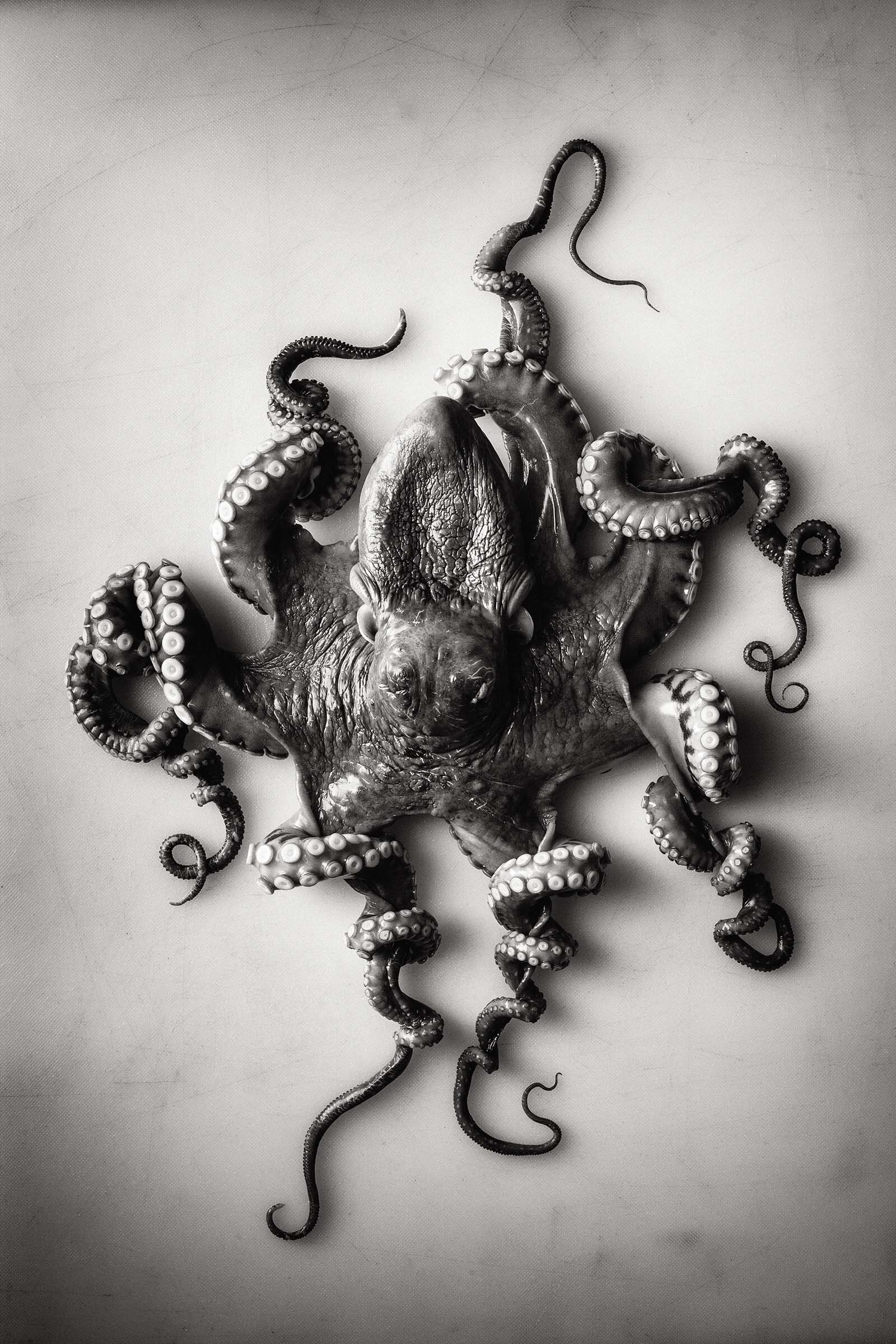 Octopus_2.jpg