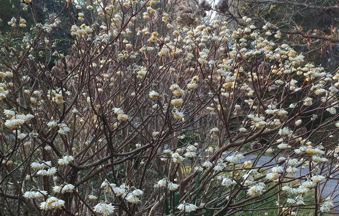 Edgeworthia chrysantha 'Snow Cream' in bloom