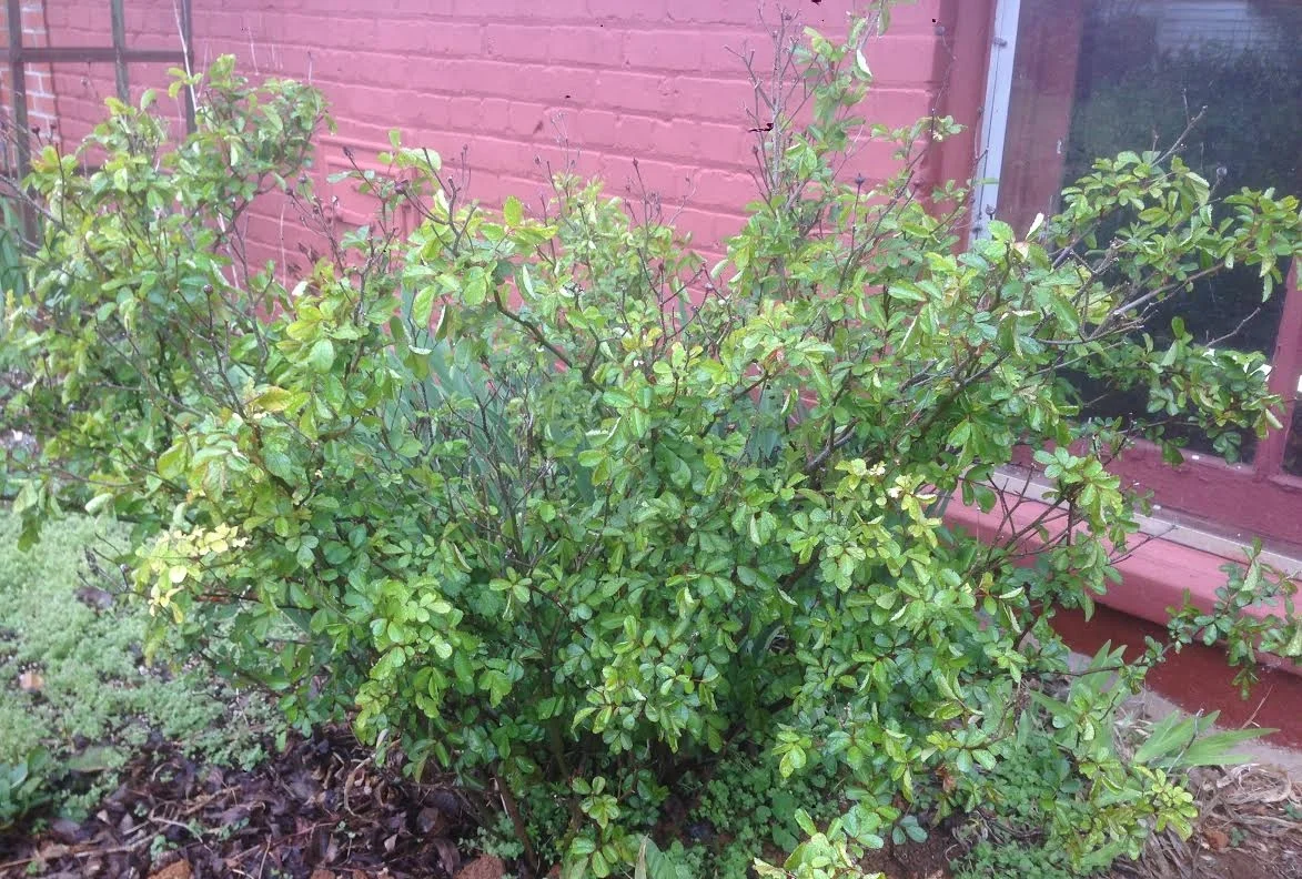 Before pruning, this rose is crowded in the middle and has some deadwood.