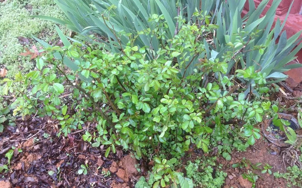 After pruning the main stems of the rose have been cut back significantly, the deadwood has been removed and the middle has been opened up to allow for more airflow.