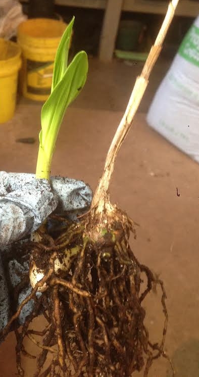 This bulb with a shoot of new growth will flower this year and will be repotted to grow on for sale.