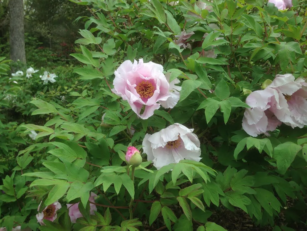 Paeonia ostii