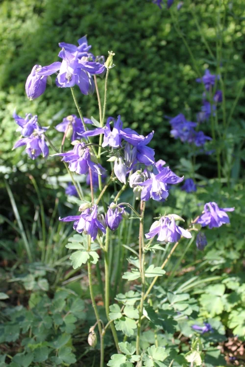 Aquilegia vulgaris