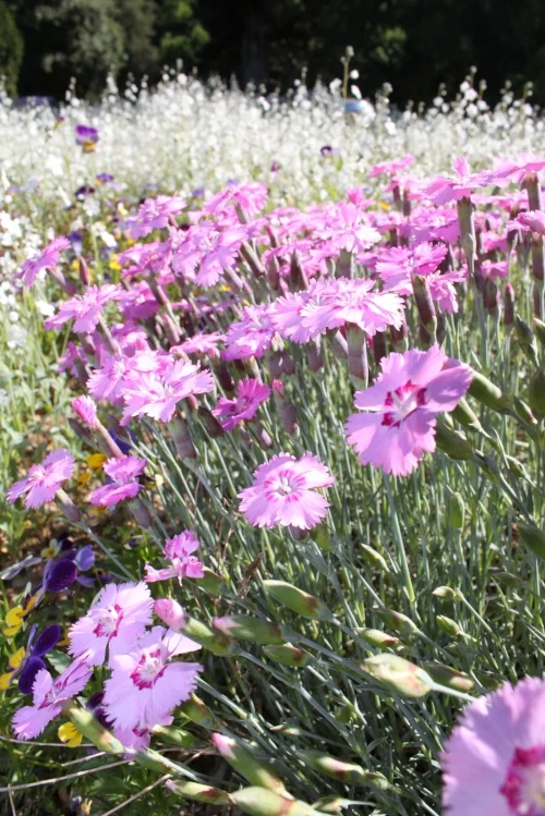 Dianthus in bloom on the Dianthus Walk.