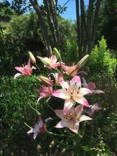 Lilies bloom in the May garden.