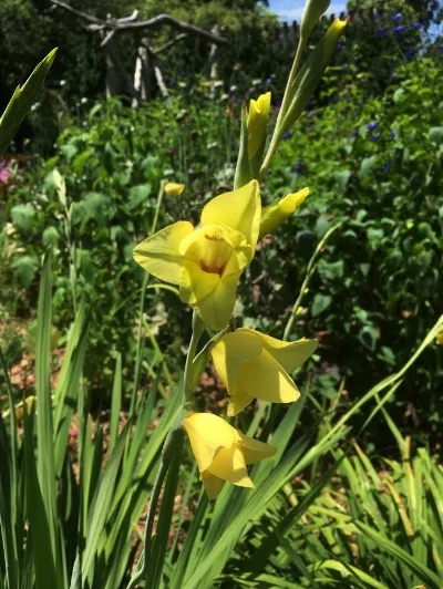 A soft yellow gladiolus in the color gardens.