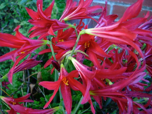 Rhodophiala bifida