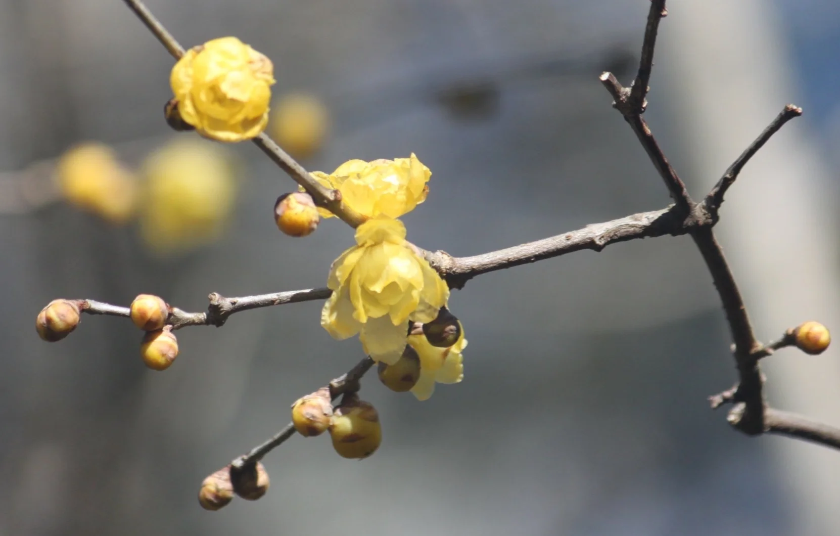 Chimonanthus praecox 