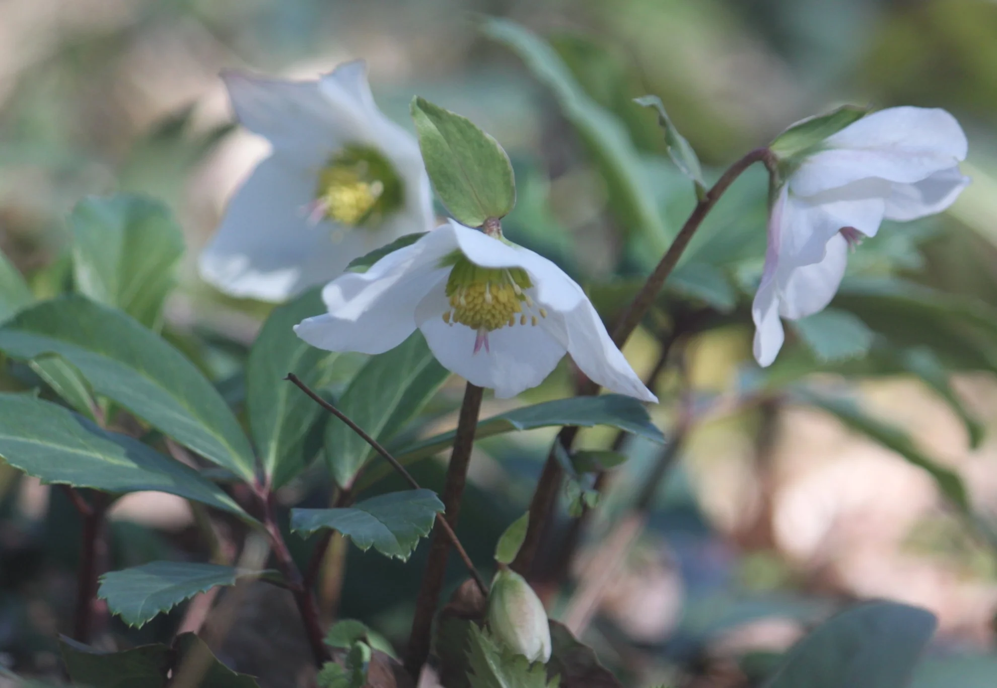 Helleborus niger