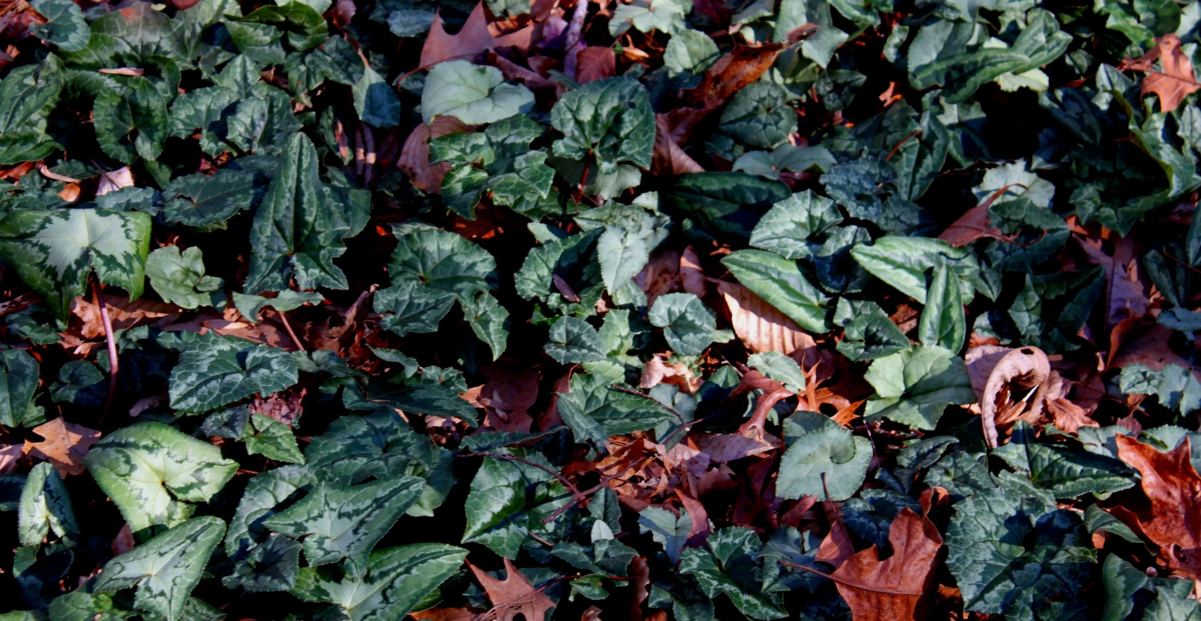 Cyclamen hederifolium foliage