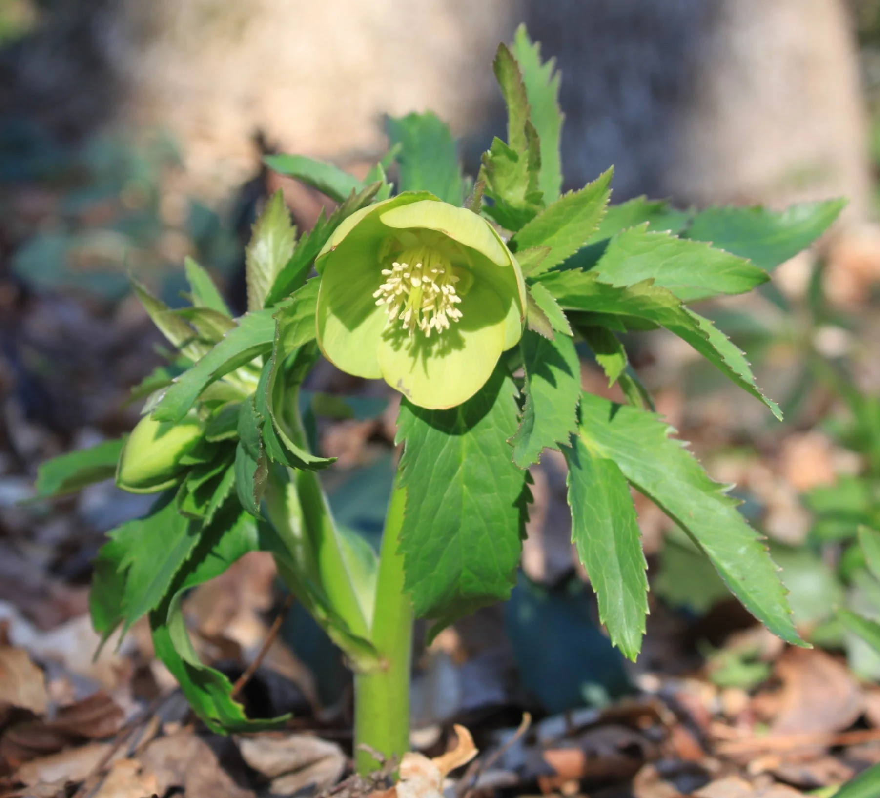 Helleborus dumetorum