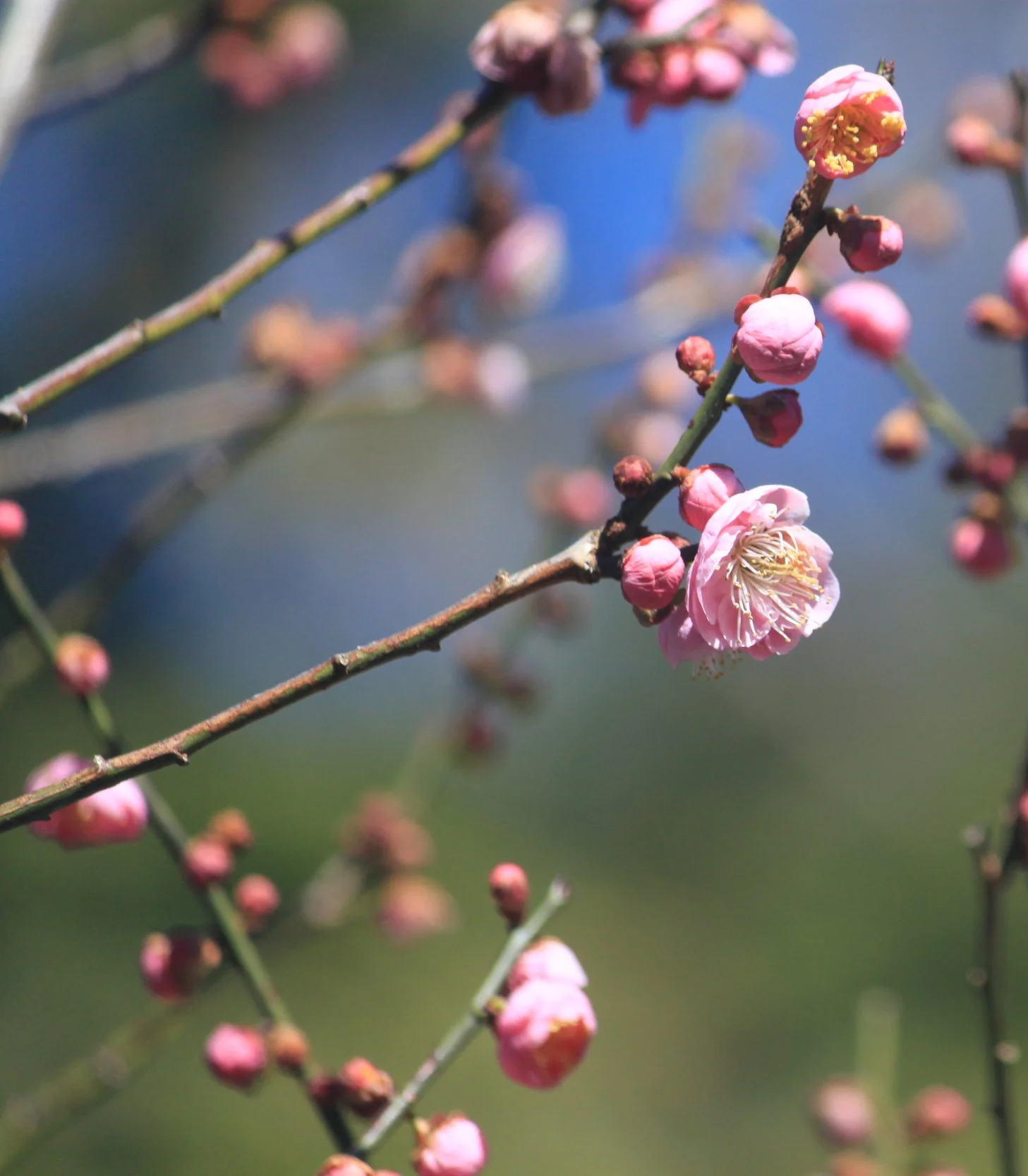 Prunus mume ‘Peggy Clarke’