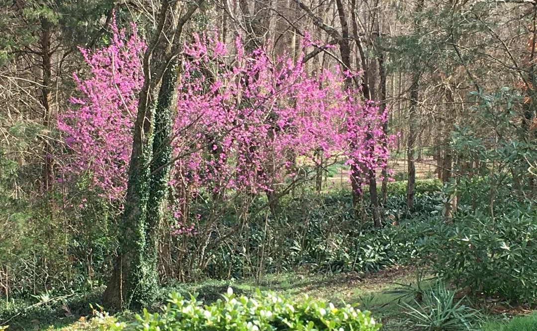 Cercis siliquastrum